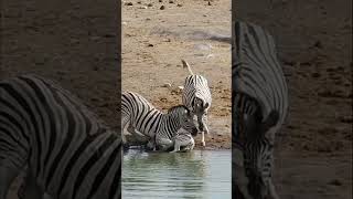 Mother Zebra Trying To Save Her Foal From An Aggresive Alpha Male [upl. by Ofloda734]