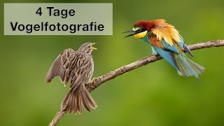 Bienenfresser Pirol und Star  Vogelfotografie in Ostdeutschland [upl. by Moselle]