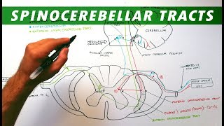 Spinocerebellar tracts  Neuroanatomy Tutorial  Ascending pathways [upl. by Radborne736]