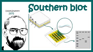 southern blotting  southern hybridization  What is the principle of Southern blotting [upl. by Orecic135]