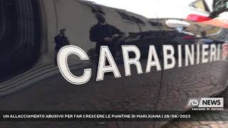 UN ALLACCIAMENTO ABUSIVO PER FAR CRESCERE LE PIANTINE DI MARIJUANA  28062023 [upl. by Carrnan]