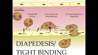 L217 Extravasation Diapedesis Understanding the Molecular Mechanisms Part 2 [upl. by Enilecram40]