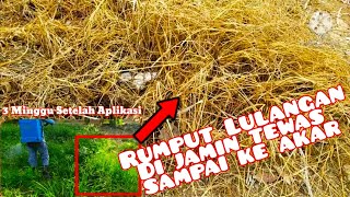 Herbisida pembasmi Rumput Lulangan Belulang Eleusine Indica mati sampai ke akarnya [upl. by Mattox672]