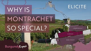 The Most Expensive White Wines In The World A Guide To Montrachet Wines [upl. by Lomax]