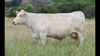 Myron Runft Charolais Dispersal Sale  Nov 17 2022 [upl. by Oech]