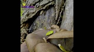 hike kalamalka lake  Oyama BC Canada britishcolumbia nature lakeview mushroom fall views [upl. by Edylc]