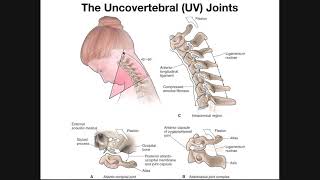 The Uncovertebral UV Joints of the Cervical Spine [upl. by Roze23]