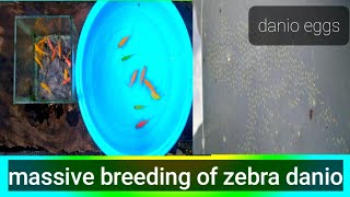 sharing my massive breeding of zebra daniohow to breed danio [upl. by Tessie974]