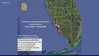 Red tide inches up Floridas Gulf Coast [upl. by Ernst]