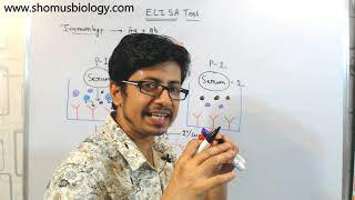 ELISA test procedure  what is elisa assay [upl. by Scotney]