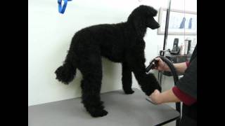 Blow Drying a Standard Poodle [upl. by Irret]