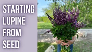 How To Start LUPINE From SEED  PepperHarrowFarmcom [upl. by Gilmore]