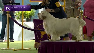 Spaniels Clumber  Breed Judging 2023 [upl. by Lorita779]