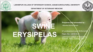 Swine Erysipelas [upl. by Haim121]