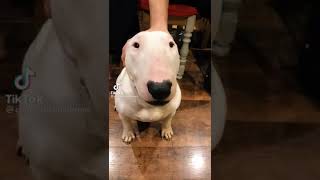 Bull terrier cute ❤️ cute bullterrier dog funny shorts foryou [upl. by Atnuahc]