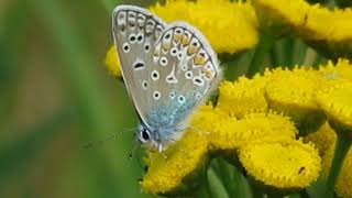 Icarusblauwtje – Polyommatus icarus ♂️  Annelies van Klinken [upl. by Solraced]