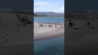 🇳🇴 Reindeer spending time at the beach in Varanger peninsula near Vardø [upl. by Avik]