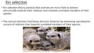 BEHAVIORAL ECOLOGY  ALTRUISM  HAMILTON’S RULE  KIN SELECTION [upl. by Ahtela949]