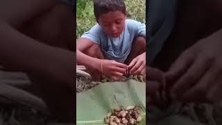 Eating alive coconut worms youtubeshorts mukbang primitivewildlife exoticfood primitiveinsider [upl. by Mignon]