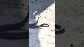 BABY COBRA SNAKE FOUND THIS MORNING viralvideo viralshorts cobra snake [upl. by Ecirp]