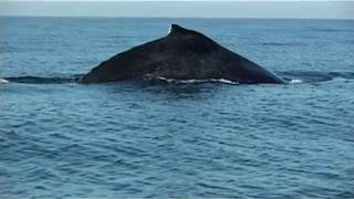 Humpback whale  Megaptera novaeangliae  Baleine à bosse  keporkak [upl. by Arrahs]