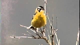 Smiths Longspur [upl. by Elttil]