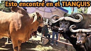 Bufalo de agua Toro brahaman rojo becerros vacas toros en la plaza ganadera más grande de México [upl. by Nakah]