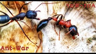 BLACK ANTS VERSUS RED ANTS  Ant War In Ant Paradisica Part1 [upl. by Bertasi437]