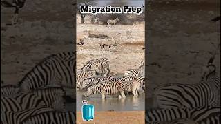 The Great Zebra Migration  Serengeti Adventure [upl. by Quintin]