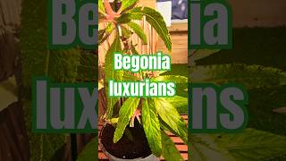 Tropical Plant Arrival  Begonia luxurians plant non hardy tropical garden plants shorts garden [upl. by Jak618]