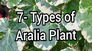 Varieties of Aralia plant with care [upl. by Nebeur595]