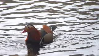 Mandarin Duck Yarner Wood Dartmoor [upl. by Suchta]