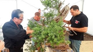 Bonsai  Kunio Kobayashi  pokaz formowania  400letni jałowiec pospolity [upl. by Normalie]