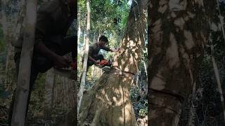 Stihl ms382 big wood cutting down stihlms382 woodcutting shortvideo [upl. by Keely946]