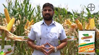 Dekalb 9208  Information On the New Maize Seed Maize Seeds  Bayer Crop Science India [upl. by Nihs736]