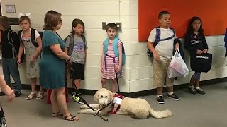 Service dogs attend first day of school [upl. by Alyce]