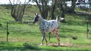 Knabstrupper stallion Loris Flashpoint Af Lyn at stud in Australia  Sportaloosa Stallion Showcase [upl. by Nossah]