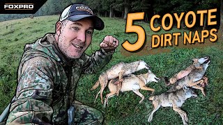 5 Coyote Dirt Naps in 2 Stands [upl. by Norris]