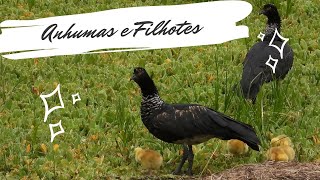 Anhumas e Filhotes  Anhima cornuta  Horned Screamer [upl. by Kaila]