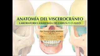 ANATOMÍA DEL VISCEROCRÁNEO [upl. by Adigun]