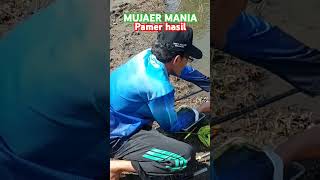 Pemancing dapat banyak ikan mujaer shortvideo fishing strike shorts shortsfeed mancing short [upl. by Valma262]