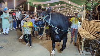 11 Ton Z Black Holstein Bull Arrived in Sadeeq Agro  Gigantic Cow Unloading 2024  Big cow 2024 [upl. by Arrimat]