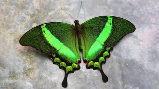 10 Most Beautiful Butterflies on Planet Earth [upl. by Arym197]