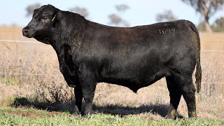 Lot 48 EVT22T649 Peakes Bowen 2024 [upl. by Palecek]