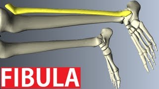 Fibula Anatomy  Lower Limbs Anatomy Tutorial [upl. by Nastassia]