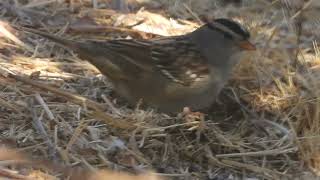 Whitecrowned sparrow feeding California 92563 [upl. by Darrow]