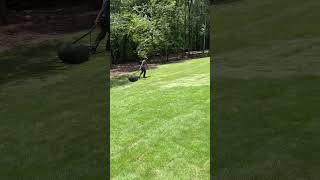 Zeon Zoysia Sod Installed In Backyard [upl. by Sisile]