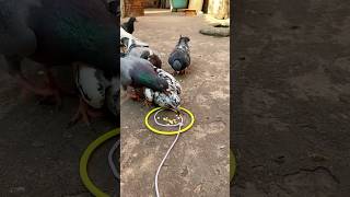 New video pigeon trap [upl. by Wettam]