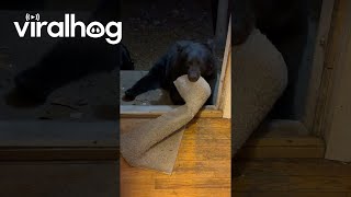 Sleepy Bear Tries To Hibernate In Rug  ViralHog [upl. by Tireb973]