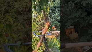 Sloping tree correction aerial lanyard Good tools and machinery can increase work efficiency [upl. by Secundas971]